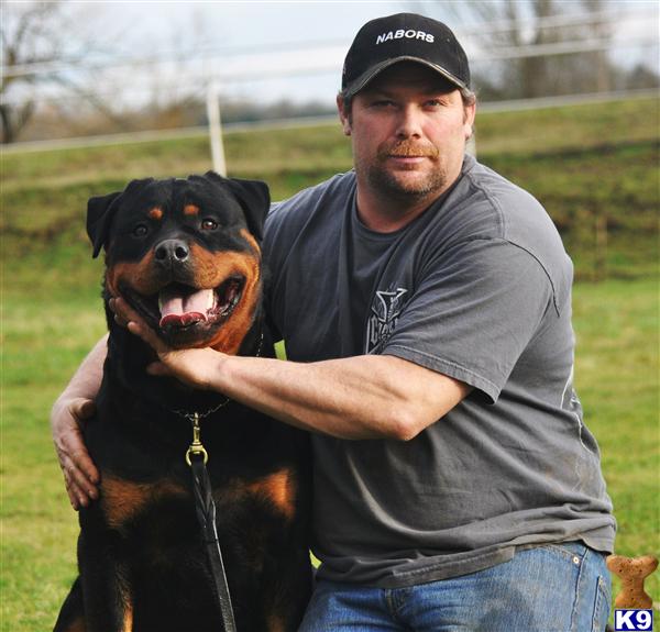 Rottweiler Puppies for Sale